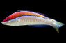 Polynesian Wrasse