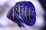 Annularis Angelfish, Juvenile