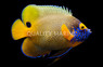 Blueface Angelfish, Adult