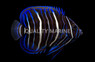 Blueface Angelfish, Juvenile