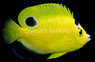 Goldflake Angelfish, Juvenile