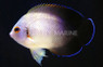 Half Black Angelfish
