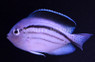 Lamarck's Angelfish, Female