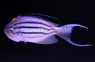 Lamarck's Angelfish, Male