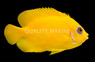 Orange Peel Angelfish :: 10064
