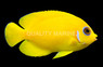 Lemonpeel Angelfish