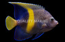 Maculosis Angelfish, Adult