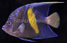 Maculosis Angelfish, Adult