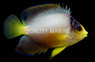 Multicolor Angelfish