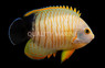Redstipe Angelfish