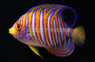 Regal Angelfish