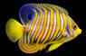 Regal Angelfish