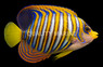 Regal Angelfish