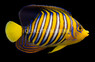 Orange Regal Angelfish 