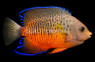 Rusty Angelfish