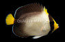 Singapore Angelfish