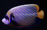 Emperor Angelfish, Adult