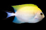 Spotbreast Angelfish, Female