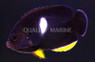 Keyhole Angelfish