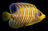 Regal Angelfish, Juvenile