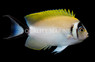 Masked Swallowtail Angelfish