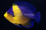 Purple Masked Angelfish