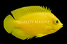Yellow Angelfish