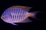 Spotbreast Angelfish, Male