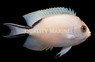Zebra Lyretail Angelfish, Female