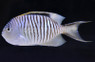 Zebra Lyretail Angelfish, Male