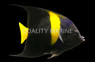 Asfur Angelfish