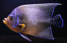 Koran Angelfish