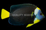 False Personifer Angelfish, Juvenile