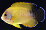 Lemon Peel Hybrid Half Black Angel, Bali Aquarich :: 10133
