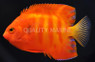 Solar Flare Flame Angelfish