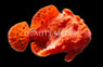 Red/Orange Wartskin Anglerfish