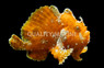 Red/Orange Wartskin Anglerfish