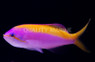 Carberryi Anthias