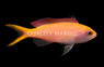 Dispar Anthias