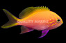 Fathead Sunburst Anthias