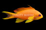 Lyretail Anthias, Female