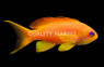 Lyretail Anthias, Female