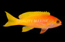 Pictilis Anthias, Female