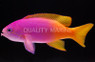 Pictilis Anthias, Female