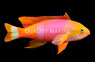 Pictilis Anthias, Male