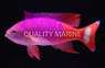 Pictilis Anthias, Male