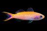 Waitei Anthias