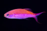 Waitei Anthias
