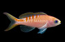 Lori's Anthias