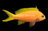 Squareback Anthias, Female